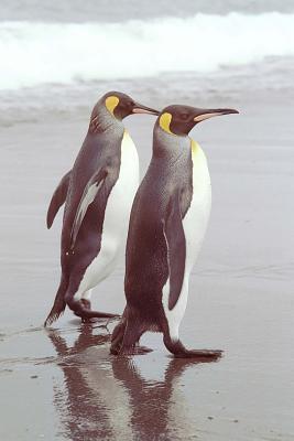 Full Download Two King Penguins Walking Together on South George Island Antarctica Journal: 150 Page Lined Notebook/Diary -  file in PDF